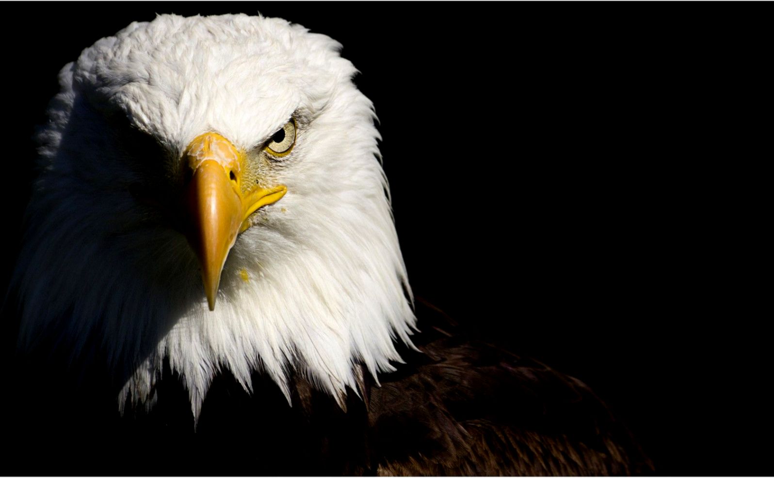 American Bald Eagle Screensaver