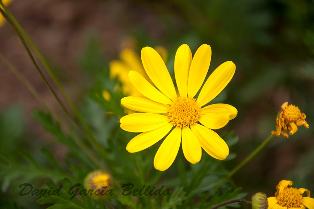 fotografia david garcia bellido: Margaritas amarillas