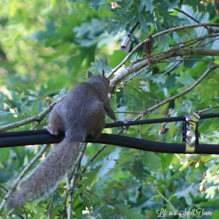 Squirrel with its back to the camera climbing on wires