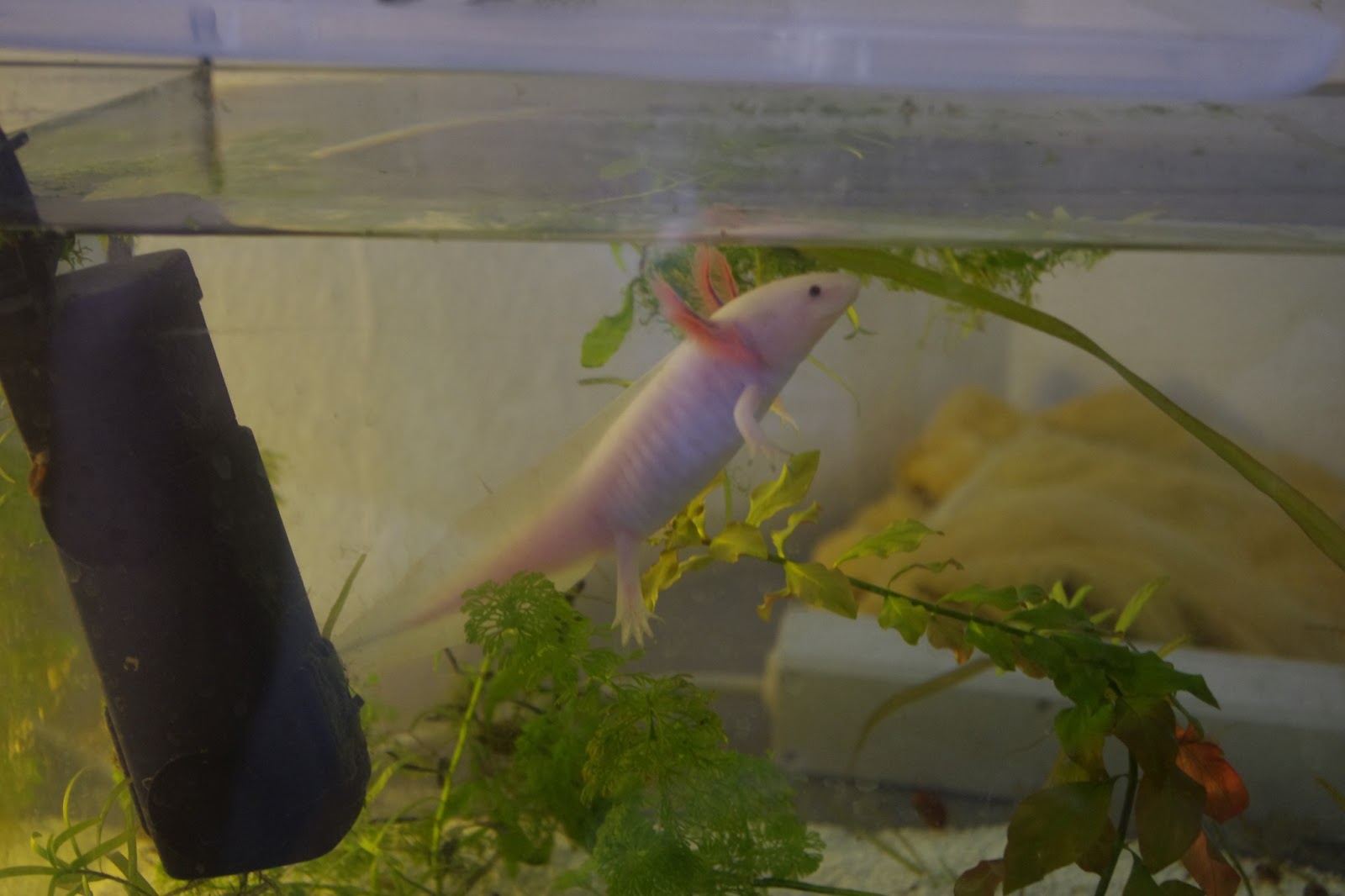 Axolotl