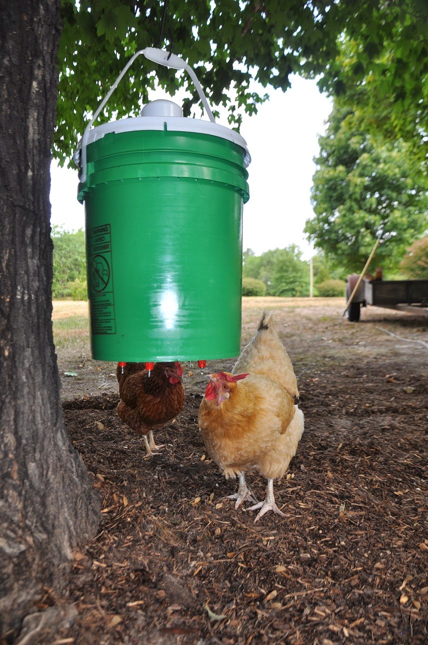 DIY: Chicken Waterer | Community Chickens