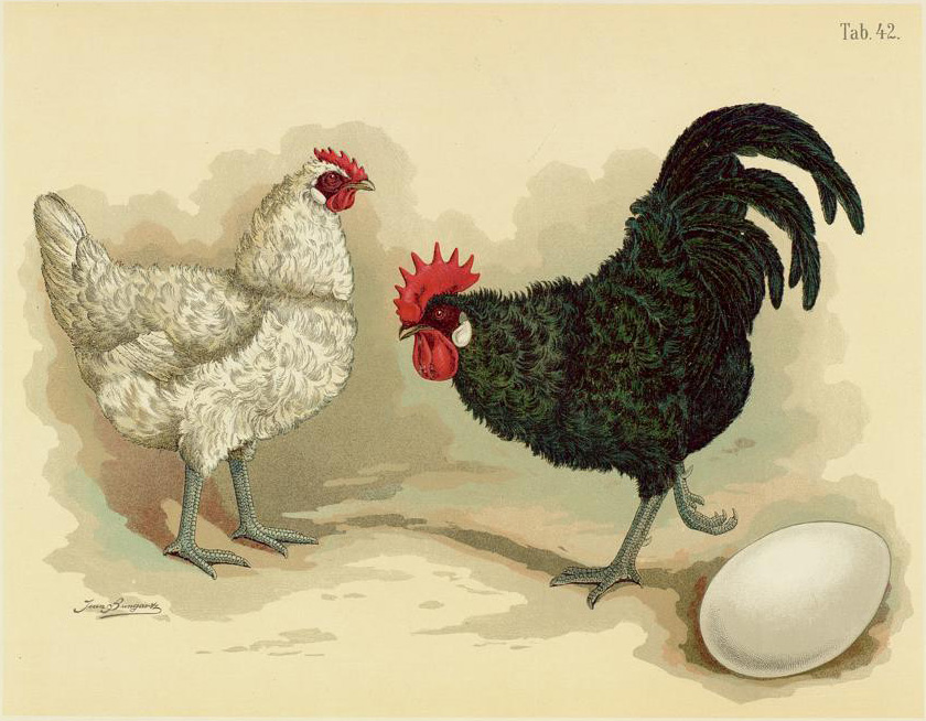 Происхождение курицы