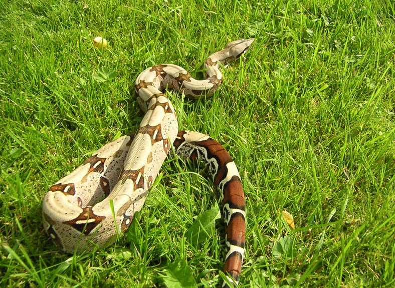 Boa | The Biggest Animals Kingdom