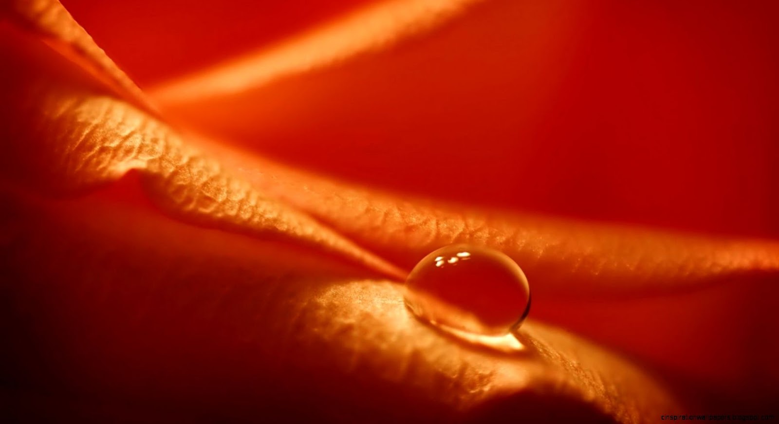 Water Drops On Flower