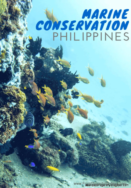 Marine Conservation Philippines   From Shores to Skylines