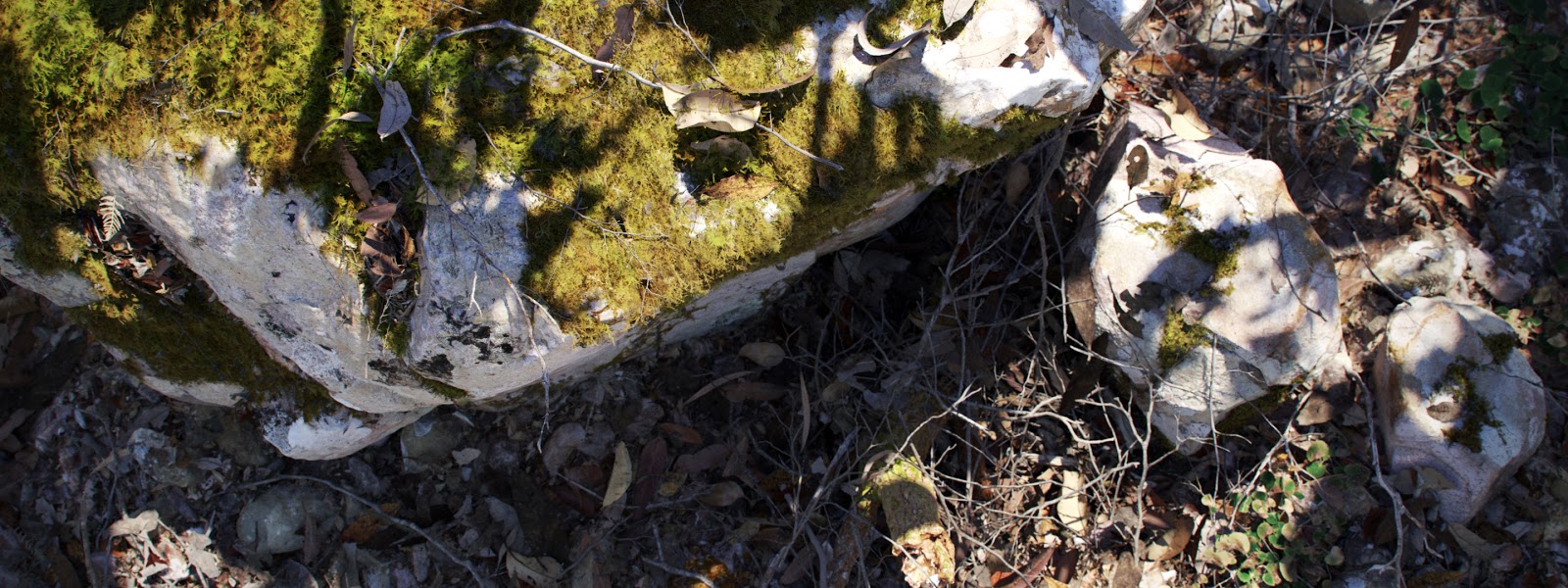 Quixel Megascans 2016 Collection | Computer Graphics Daily News