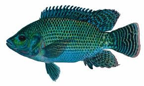 hd 2016fish wallpaper pictures photos free download 24