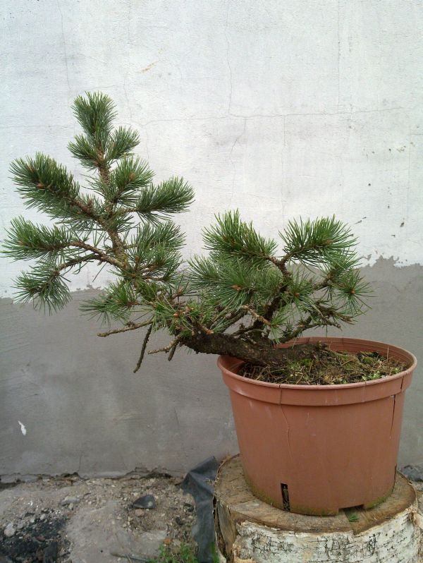 Растение горшечное Сосна/Pinus densiflora 'Alice Verkade' купить в онлайн-магази