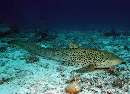 zebra shark asexual reproduction zebra shark asexual reproduction