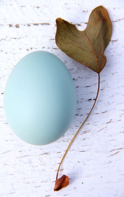 I Can't Find My Eggs... | Heather Cameron