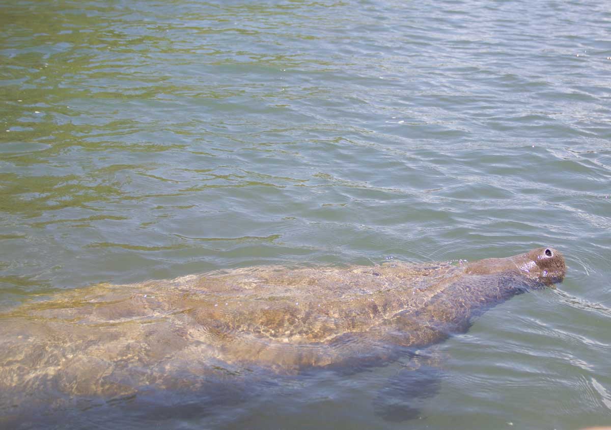 Passeio para contemplação ao Peixe-Boi Marinho em Alagoas O que fazer são miguel dos milagres passeio peixe boi tatuamunha
