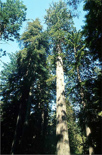 maior árvore do mundo