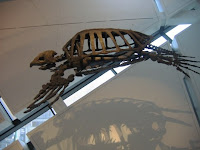 Turtle Prehistoric ROM