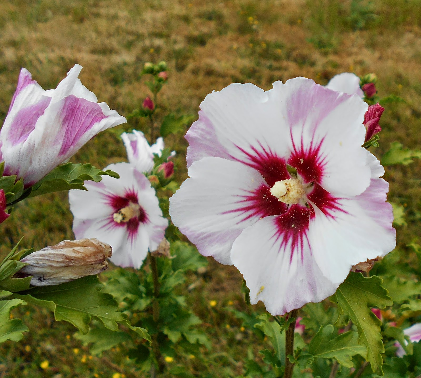 Daniel's Pacific NW Garden Rose of Sharon 8.13.14