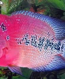  Dan merupakan hibrid  dari jenis flowerhorn disilangkan dengan spesies dari genus Vieja a Mengenal Ikan Louhan Kamfa dan Ciri-Cirinya