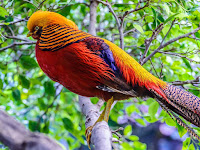 Harga Ayam Pheasant Terbaru Harga Ayam Pheasant Terbaru