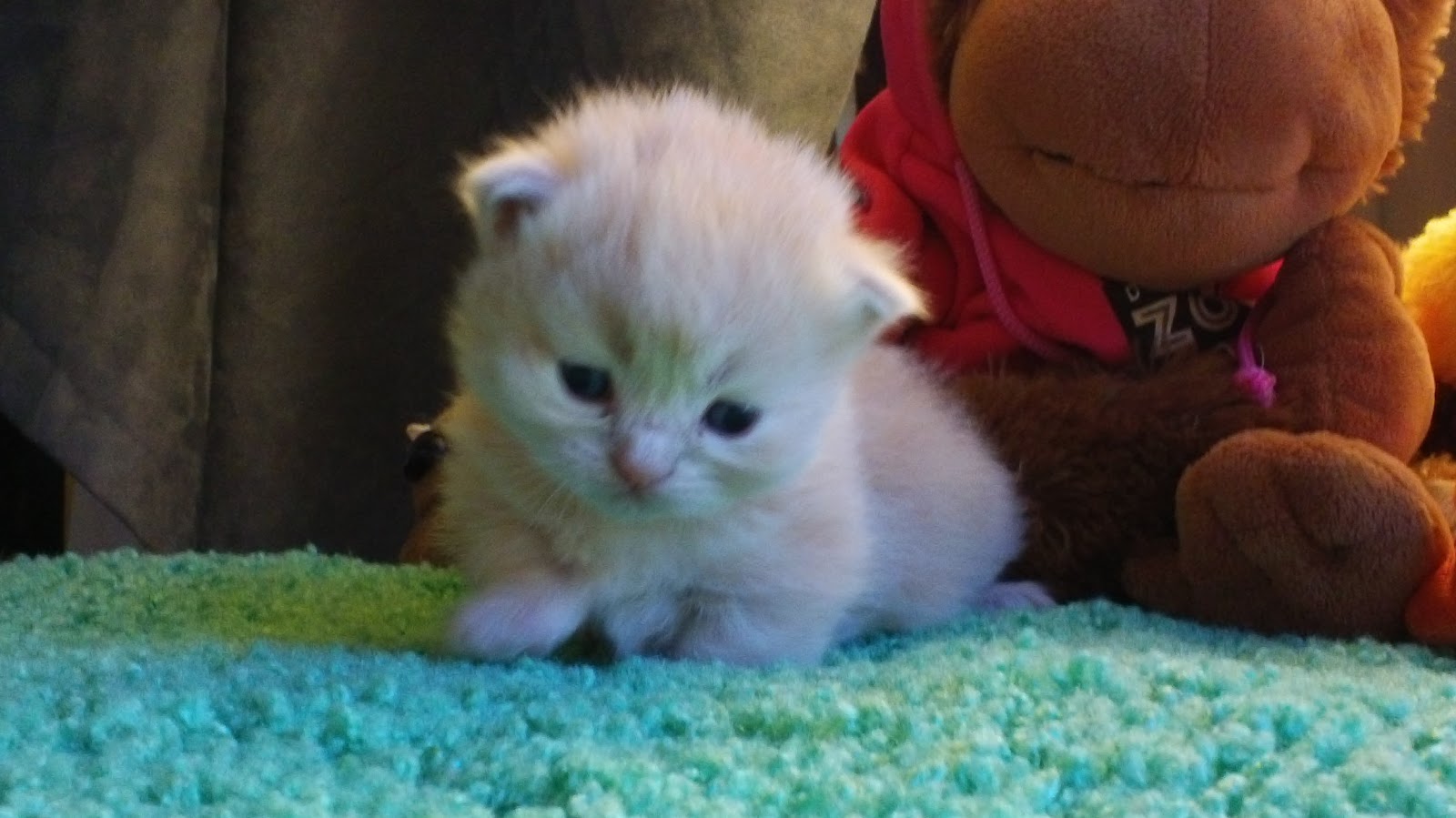 Mile High Munchkins Adorable Dwarf Kittens for Sale!