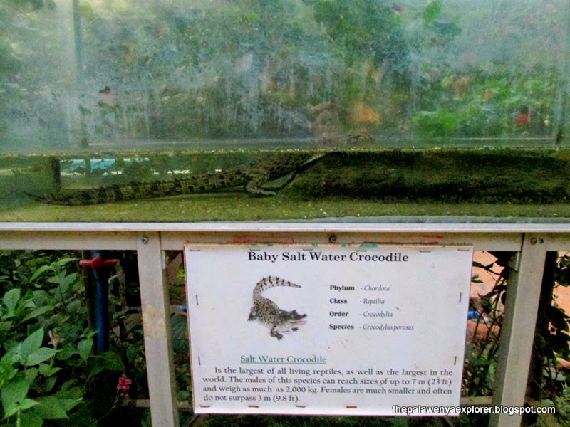 BUTTERFLY ECOGARDEN and TRIBAL VILLAGE The Palaweña Explorer