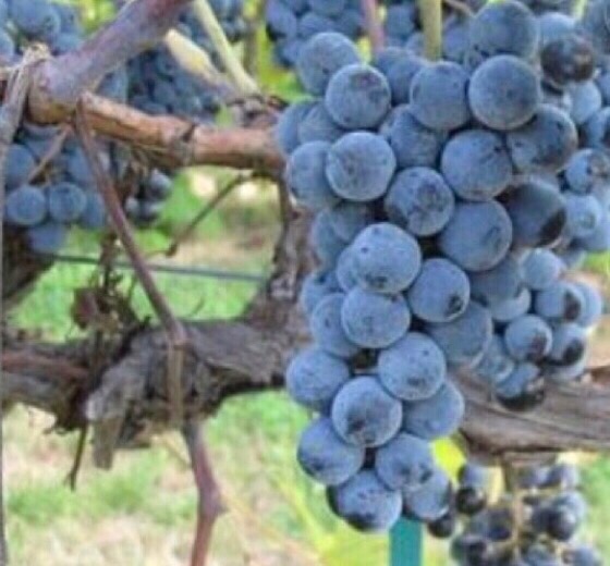 History of Virginia Wine Grapes & Grains