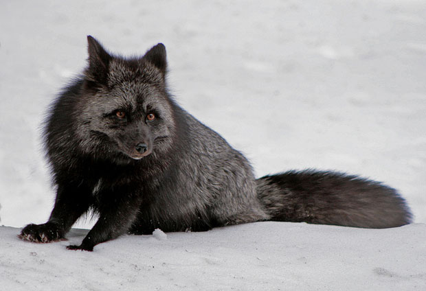 صور حيوانات Melanistic-black-fox