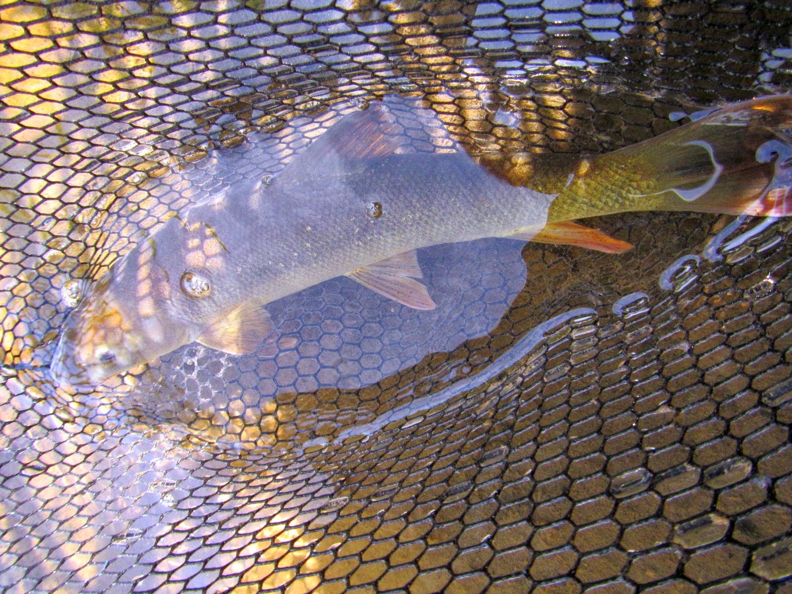 40 enne offre gratis 22cm di pesce 40 enne offre gratis 22cm di pesce