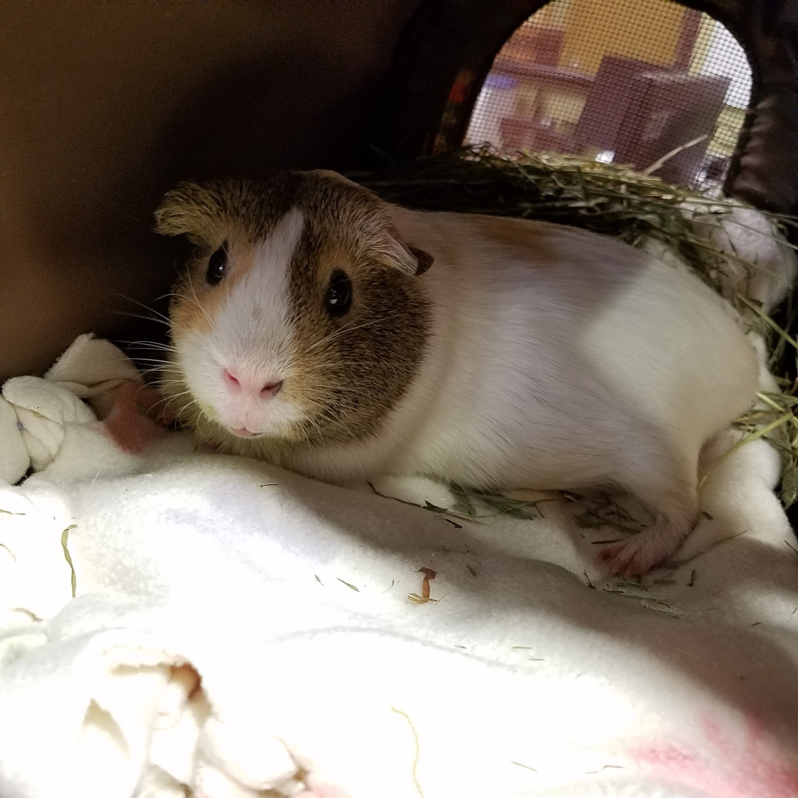 Cavy Savvy A Guinea Pig Blog Guinea pigs, cancer, and surgery Lola's