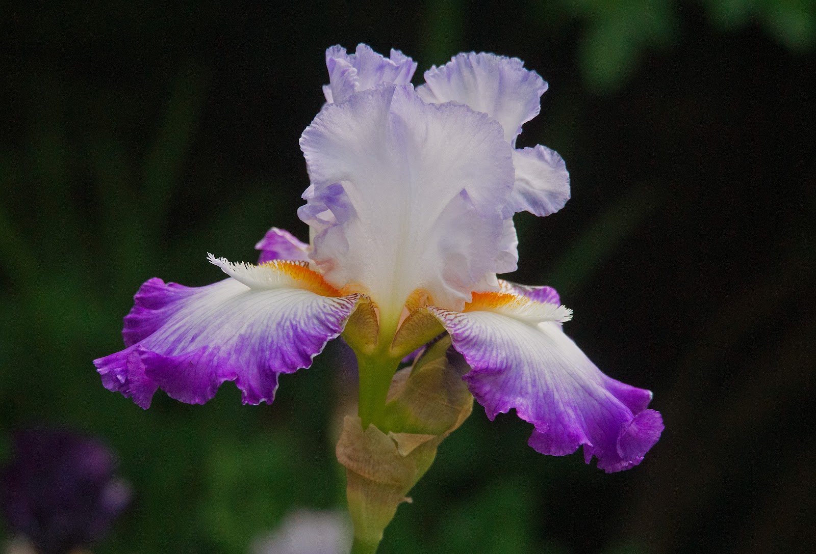 ирис черишед. ирис фиолетовый тонколистный. ирис обыкновенный касатик. ирис berry blast. ирис ягода.