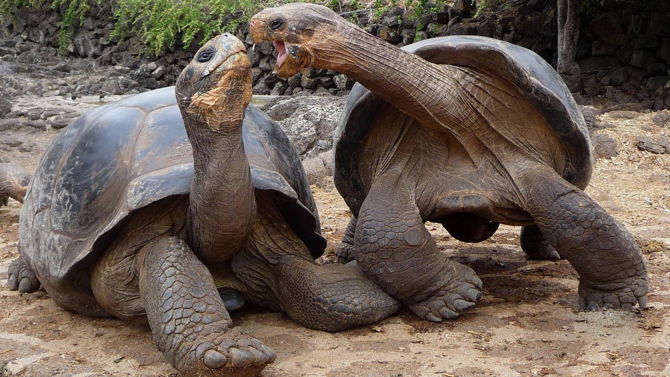 mother nature Aldabra giant tortoise
