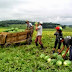 BRASIL / Governo libera 44 mil hectares para reforma agrária