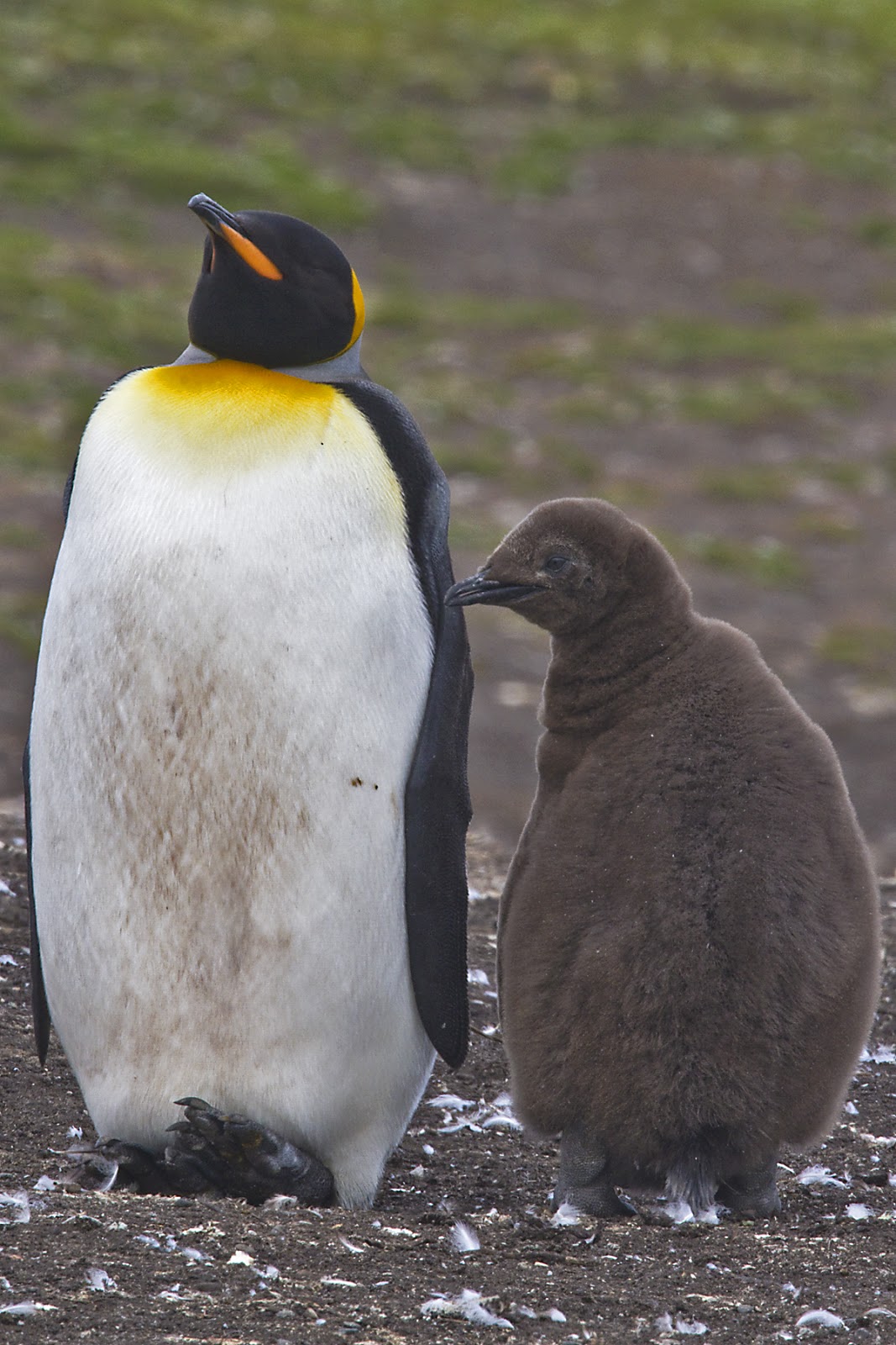Antarctica & South America: A Day in the Falklands, King Penguins