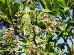 Blooming Cashew