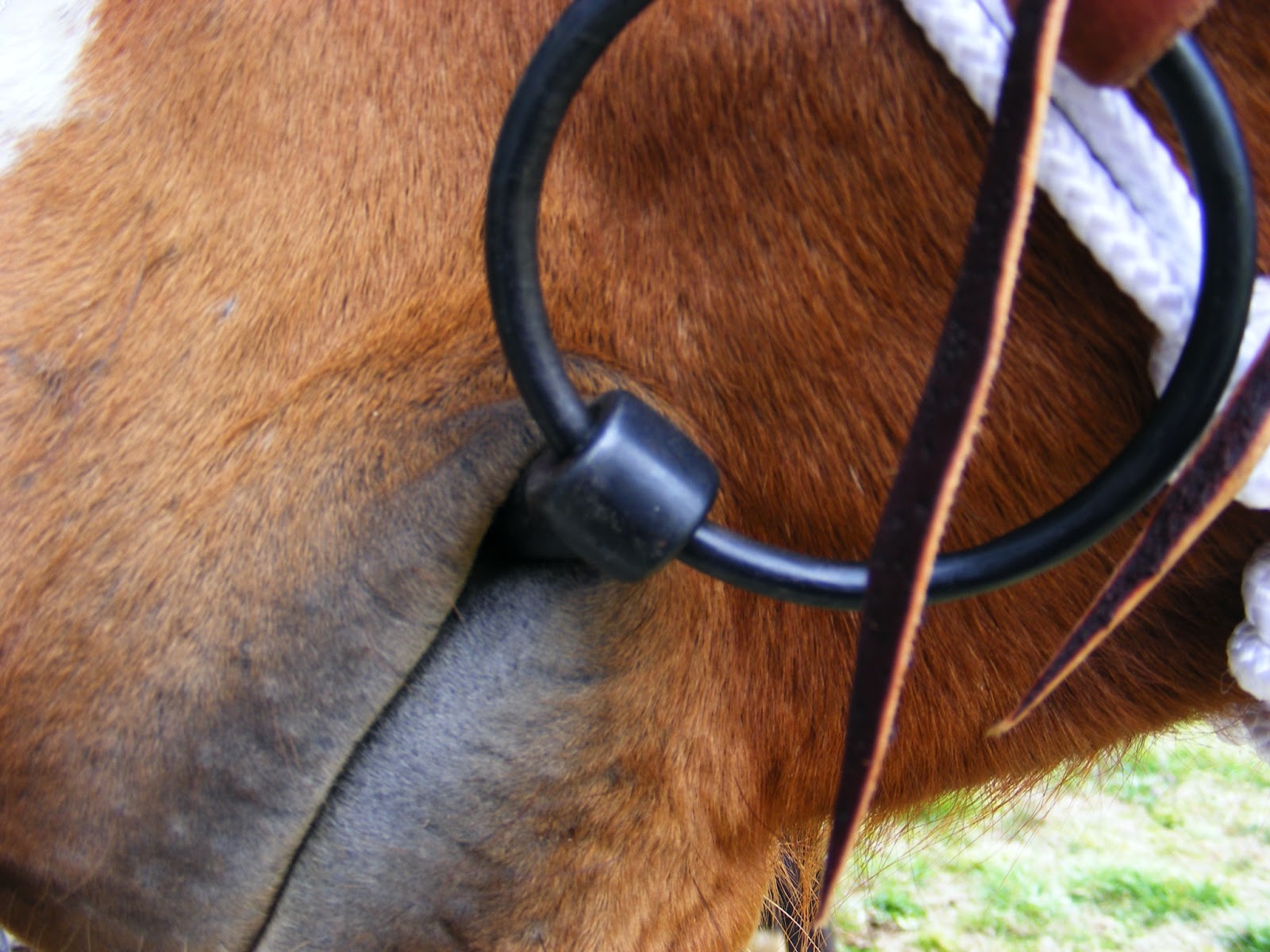 Not Another Horse Blog Proper Bit Fit Snaffle Bits