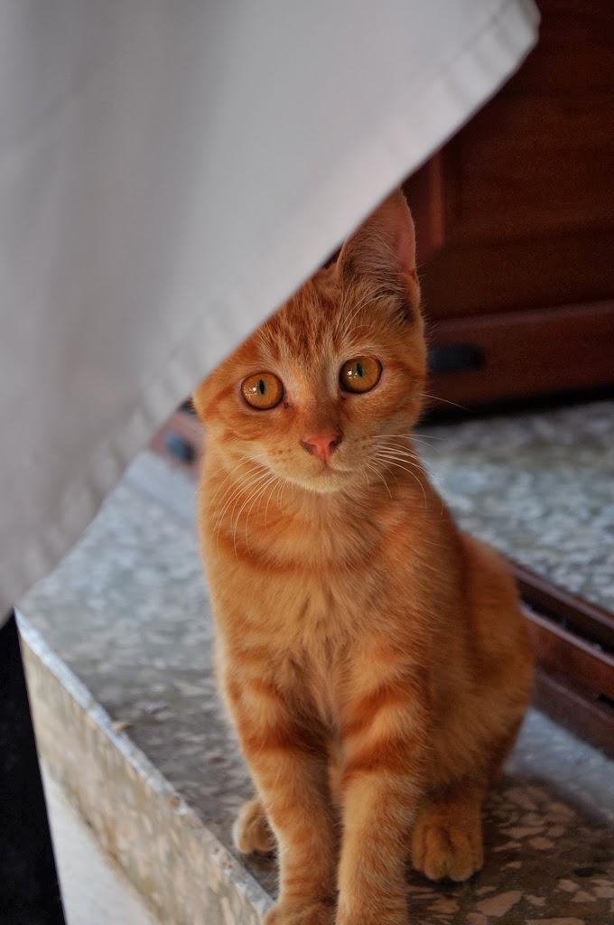 Cyprus Cat Cute Cats