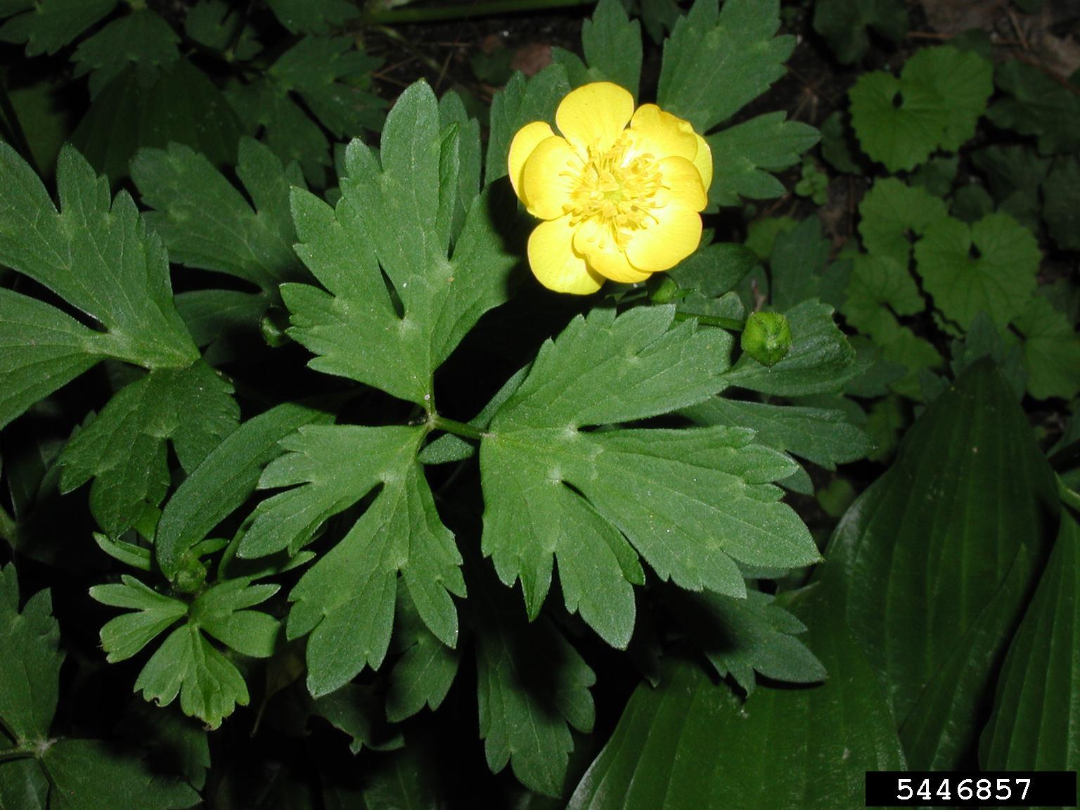 celery leaf buttercup weed celery leaf buttercup weed