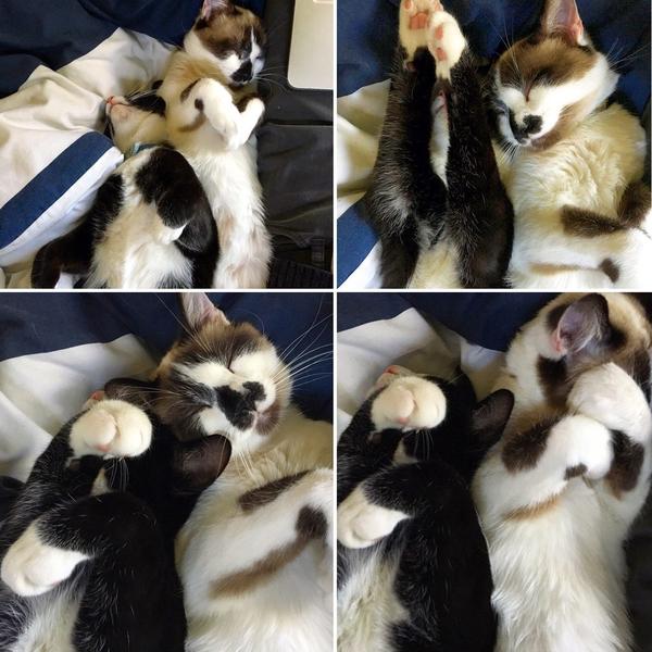 Два спящих кота