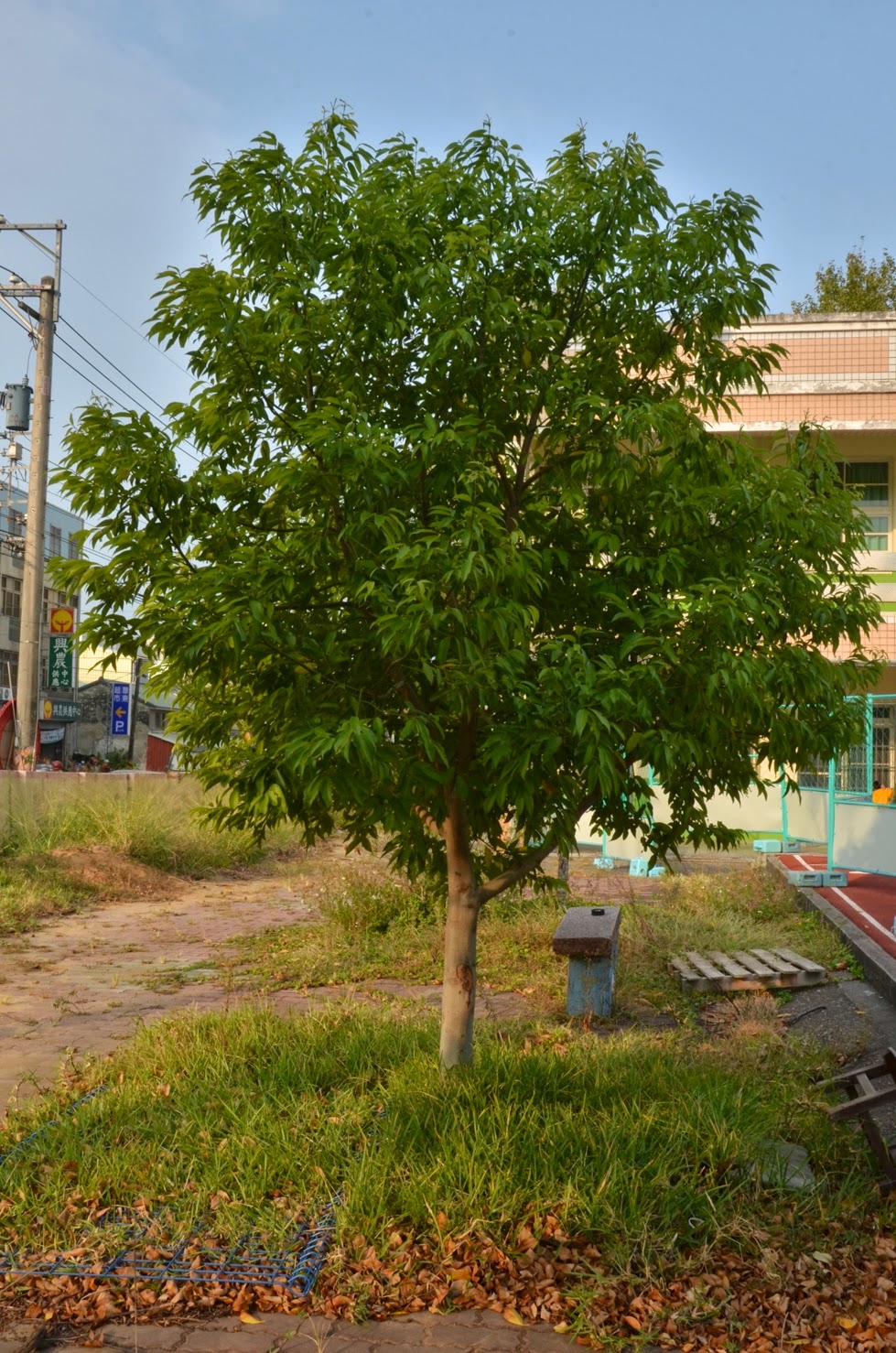 屬於后里國小的動植物部落格: 陰香