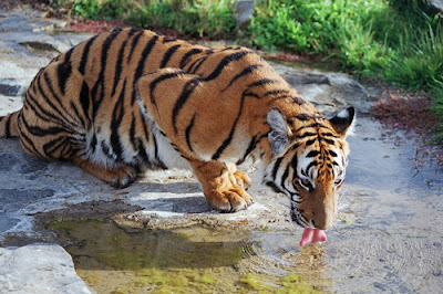 Tiger Indochina (Panthera tigris corbetti)
