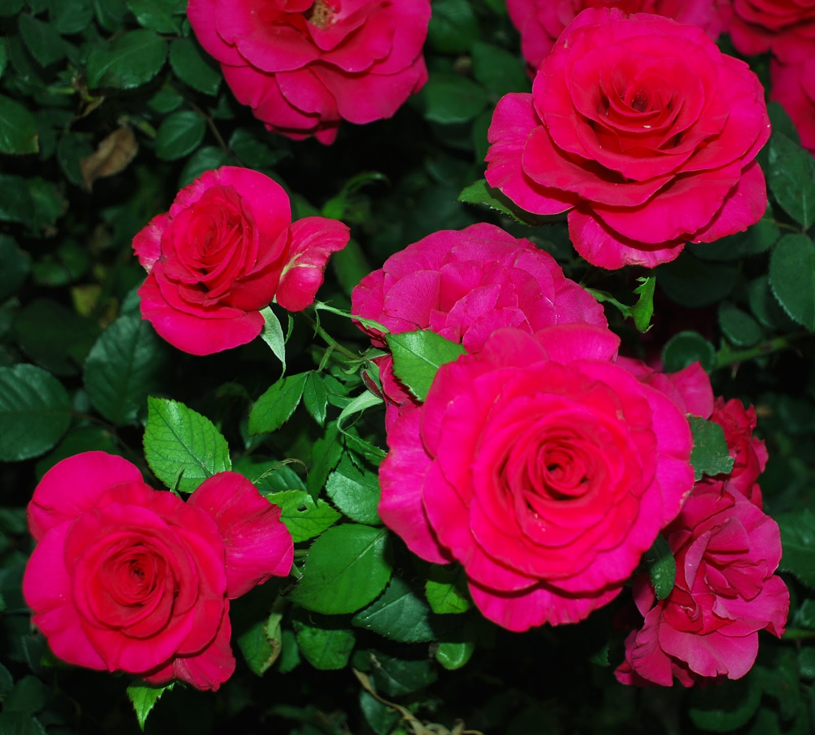 Photographing Flowers Just Roses