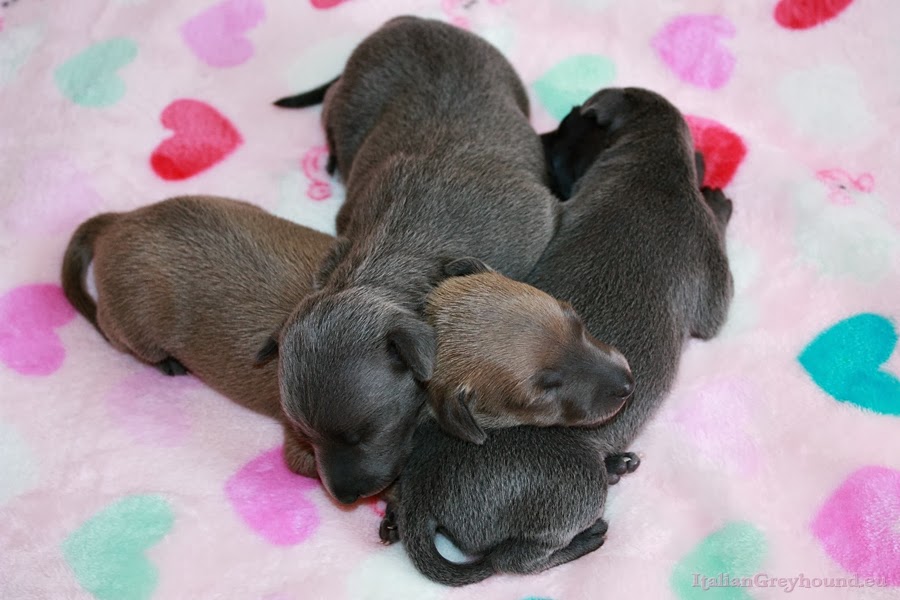 Italian Greyhounds Puppies kennel Stupor Mundi