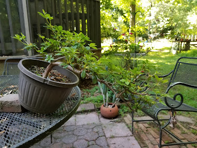 Bonsai, bonsai training, azalea