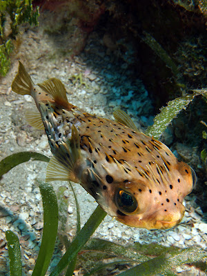 Fish Index Porcupine Puffer Diodon holocanthus 