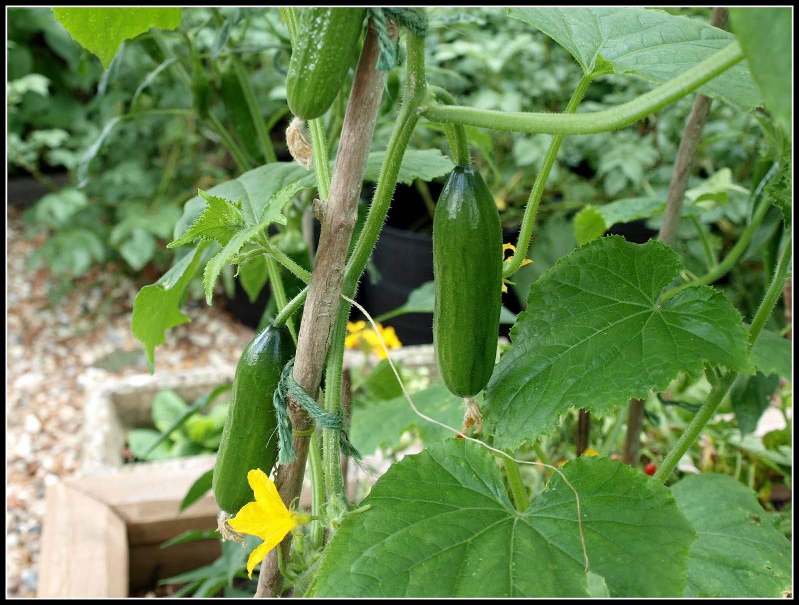 Mark's Veg Plot Planting Cucumbers