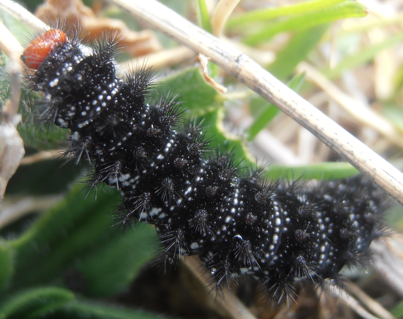 Entre plantas y bichos: Melitaea cinxia (Doncella del llantén)