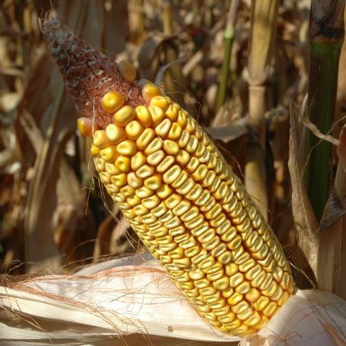 SoxAgro BRAZIL TO DOUBLE CORNBASED ETHANOL PRODUCTION IN 2018