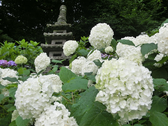 白い紫陽花 アナベル 鎌倉 長谷寺