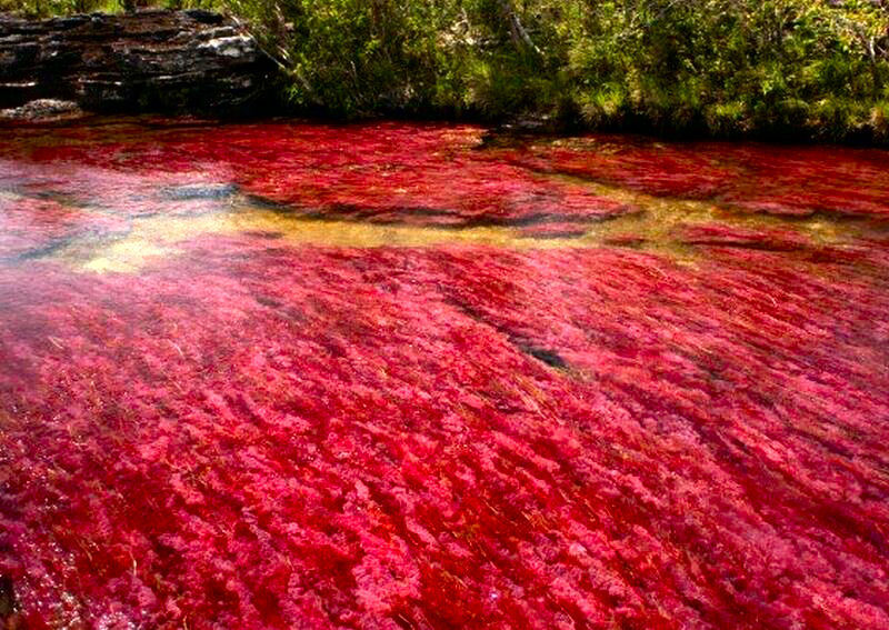 Let's enjoy the beauty Cano Cristales The River of Five Colors ( The world’s most colourful