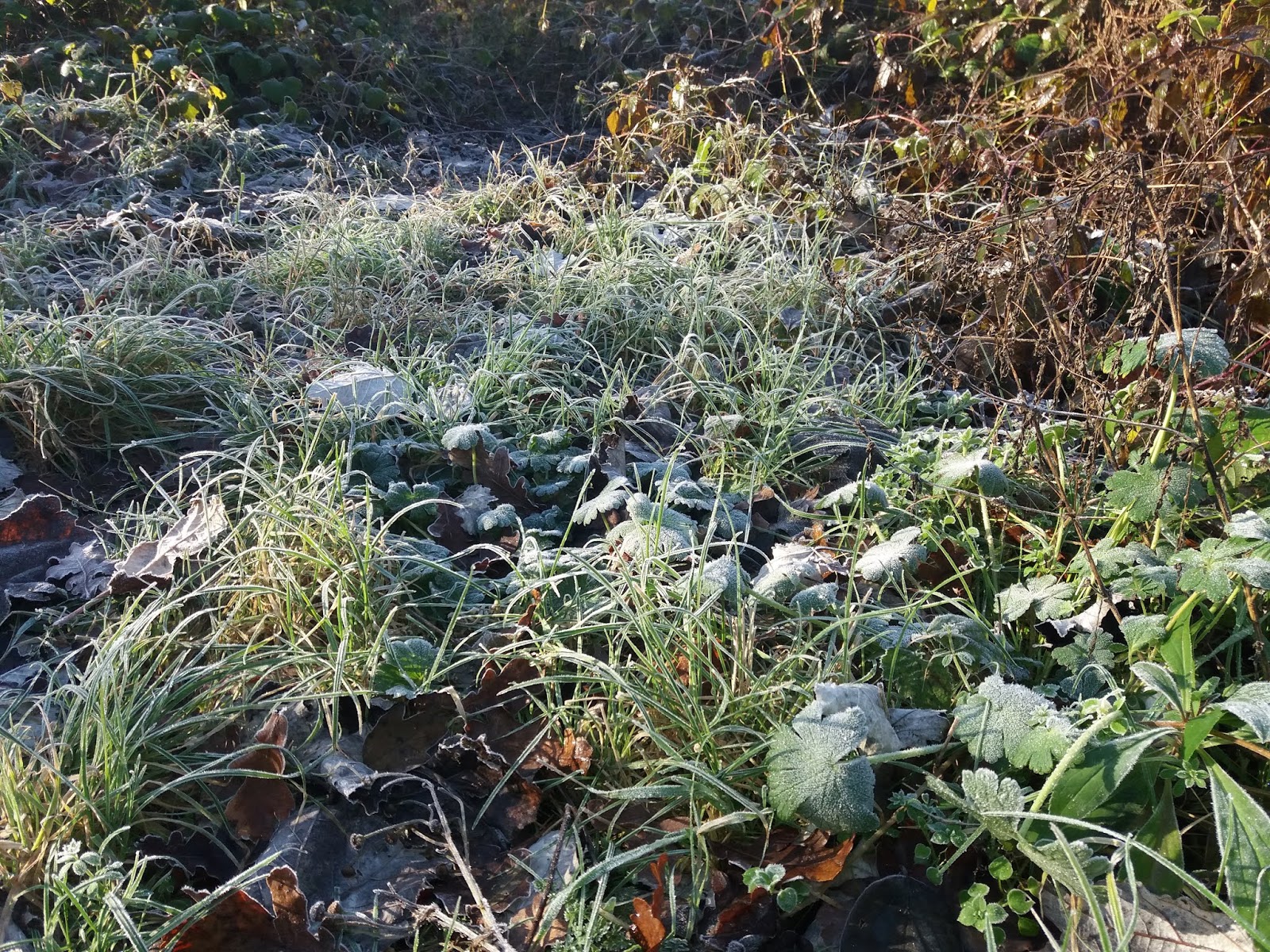 szigorúan jönnek tánc társkereső párok 2014
