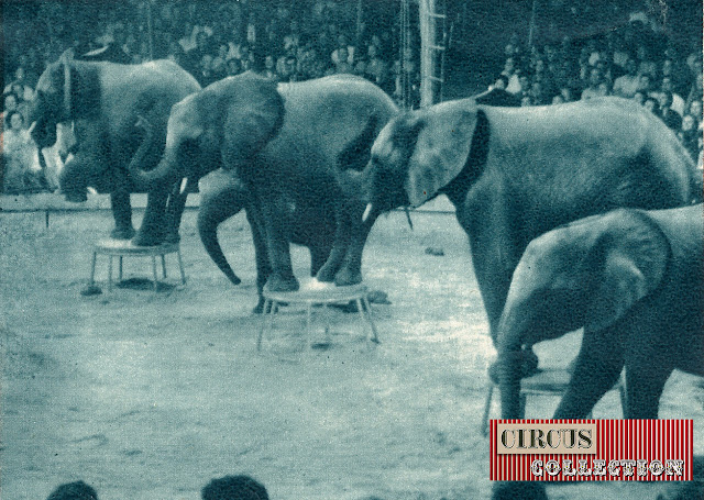 Les jeunes éléphants d'Afrique du zoo de Bale au Cirque Knie 