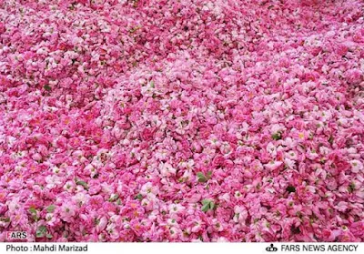 Festival of the favorite flower of the Prophet Muhammad