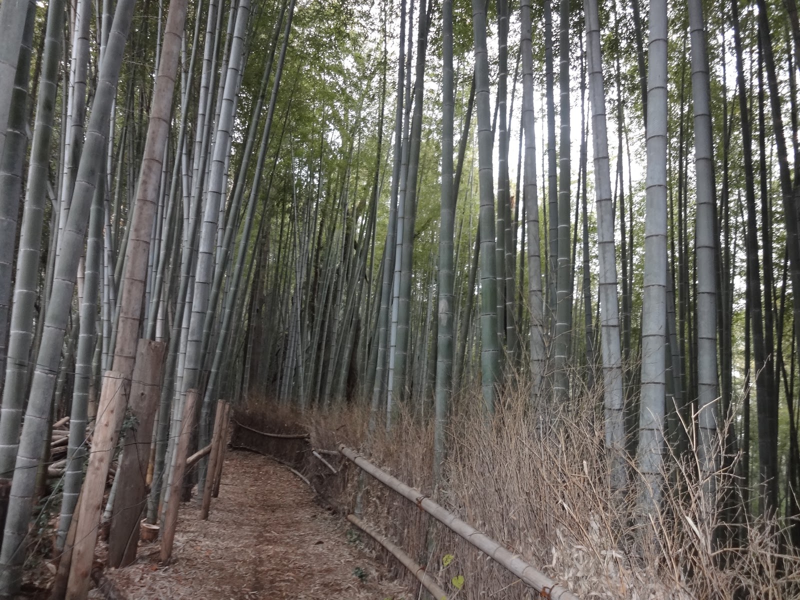 Adventure in Yokohama Citizen Forest Dry a Back Year for Bamboo